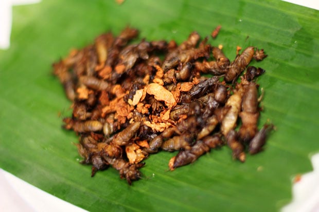 Field crickets, Kamaro in Balaw Balaw restaurant