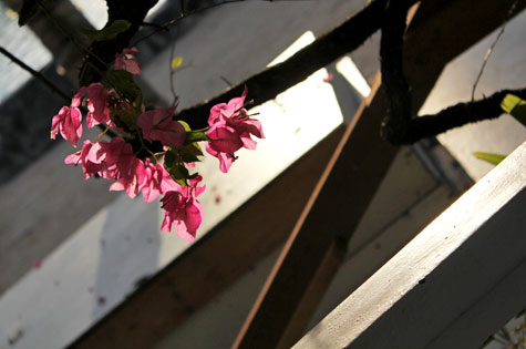 Pink flowers in light