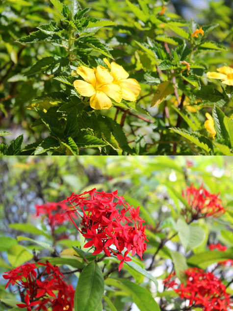 Yellow and red flowers