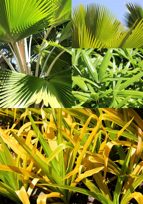 Leafy textures at Plantation Bay