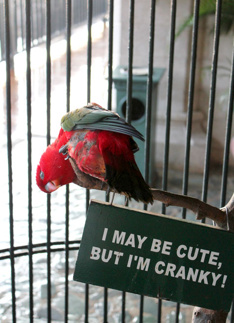 Parrot at Plantation Bay