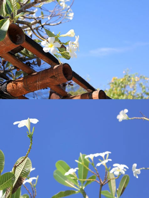 White flowers against a clear blue sky
