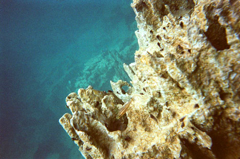 Underwater stalagmites