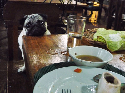 Mona the pug looking at the food at Kainan sa Dalampasigan