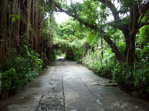 Driveway to Kainan sa Dalampasigan