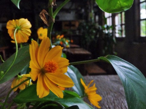 Flowers at Kainan sa Dalampasigan