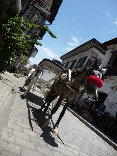 Horse walking towards camera