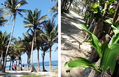 Coconut trees and plants
