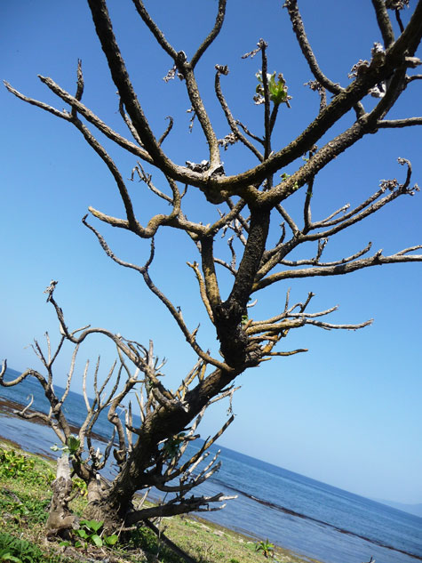 Close-up of small tree