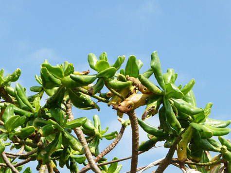 Close-up of bushes