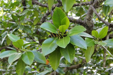 Palawan mangrove snake