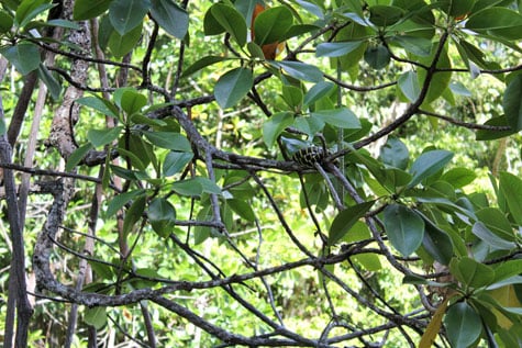 Mangrove snake coiled around a mangrove tree