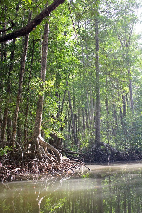 Enchanting mangrove landscape
