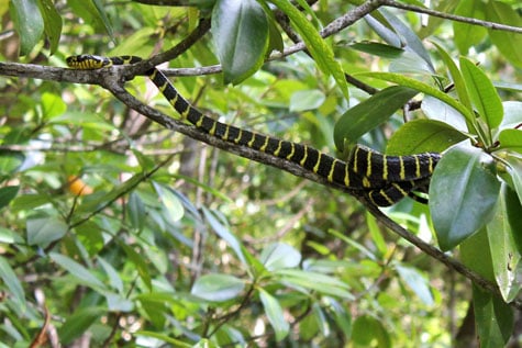 Close up shot of Boiga Dendrophila