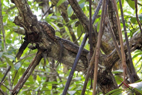Juvenile Varanus Salvator resting on tree