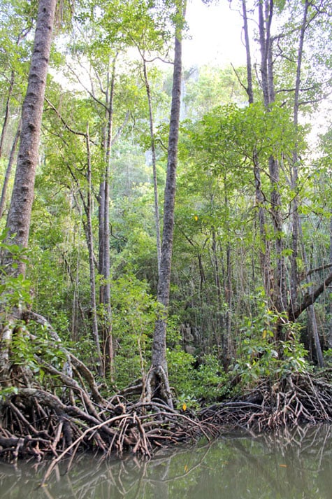 Quiet and beautiful mangrove sanctuary