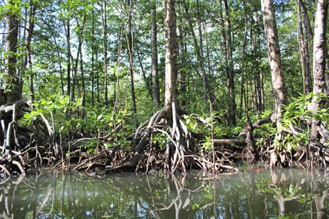 Tangled mangrove roots