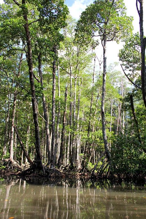 Lush mangrove forest