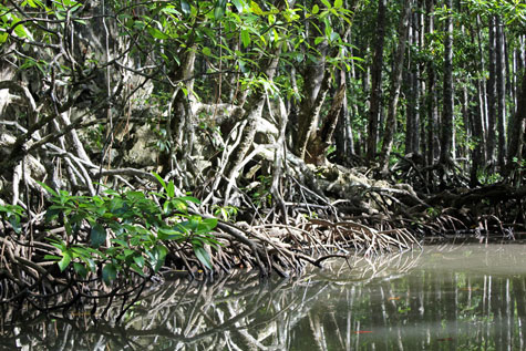 Root system of mangrove forest