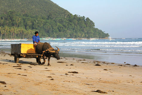 Palawan local riding a carabao on beach