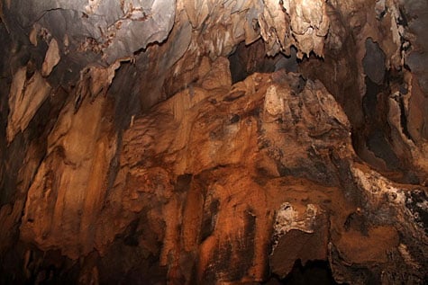 Bats hanging from underground cave