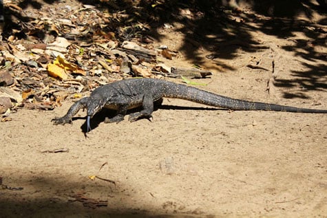 Asian water monitor in Puerto Princesa