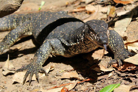Close-up photo of an Asian water monitor