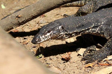 Close-up shot of a Varanus Salvator on beach