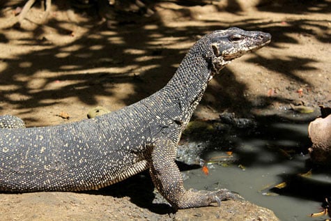 Majestic Asian water monitor in a curious pose