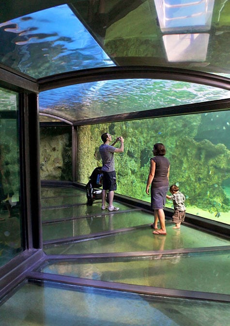 Glass-walled tunnel of Sydney Aquarium