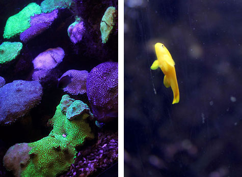 Glow-in-the-dark corals with yellow fish
