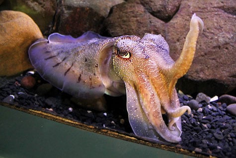 Giant Cuttlefish in Sydney Aquarium