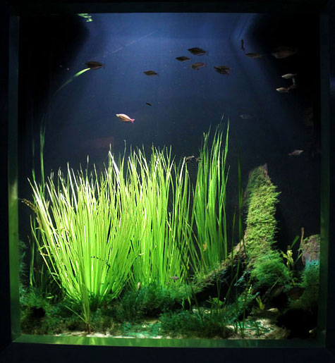 Exquisite sea grass in Sydney Aquarium