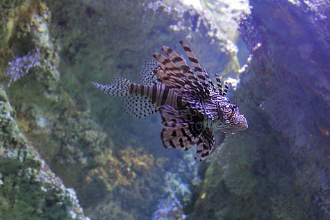 Venomous Red Lionfish