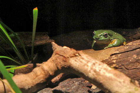 Magnificent Tree Frog