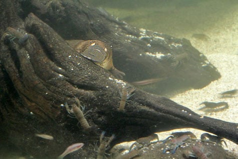Platypus–Ornithorhynchus anatinus in Sydney Aquarium