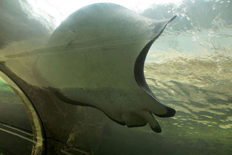 Giant stingray swimming