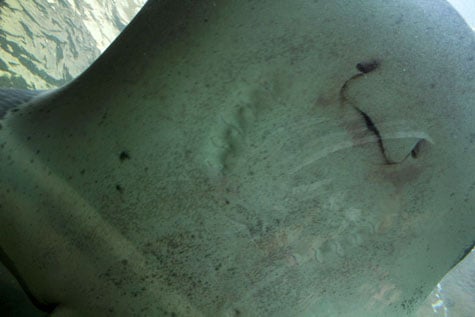 A smiling stingray in Sydney Aquarium