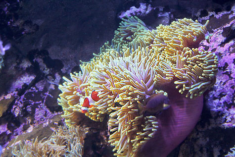 Sea anemone with clownfish