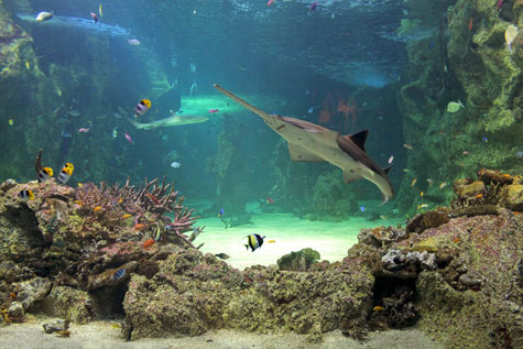 Smalltooth Sawfish in Sydney Aquarium