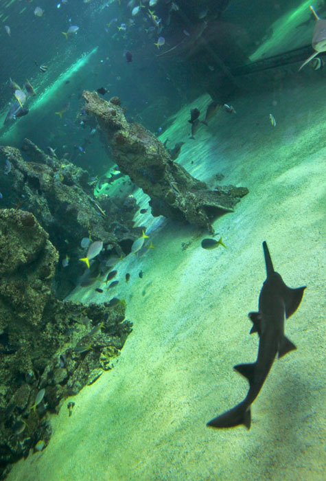 An endangered Smalltooth Sawfish