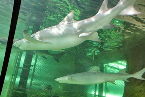 Species of sharks in Sydney Aquarium