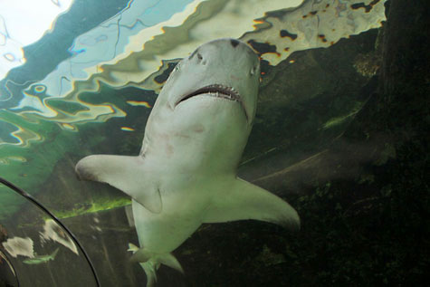 Swimming Lemon Shark in Sydney Aquarium