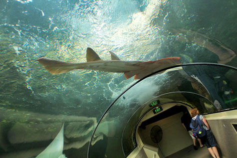 Sydney Aquarium, Darling Harbour, Australia | Will Fly for Food