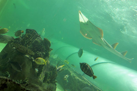 Full view of a Giant Shovelnose Ray