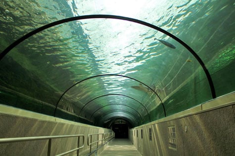 Underwater observation tunnel in Sydney Aquarium