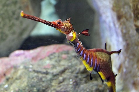 Stunning Weedy or Common Sea Dragon