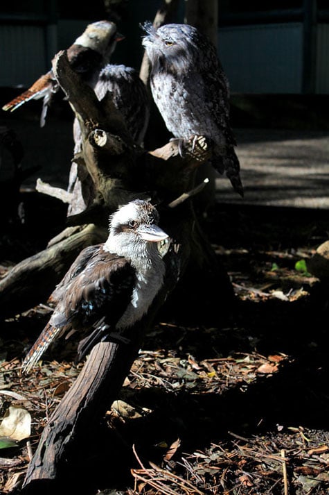 Featherdale Wildlife Park, Sydney, Australia