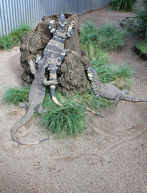 Featherdale Wildlife Park, Sydney, Australia