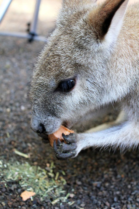 Featherdale Wildlife Park, Sydney, Australia